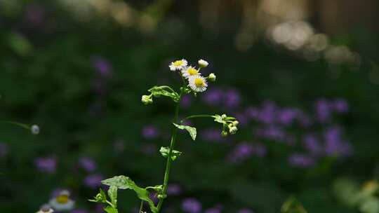 小黄花素材