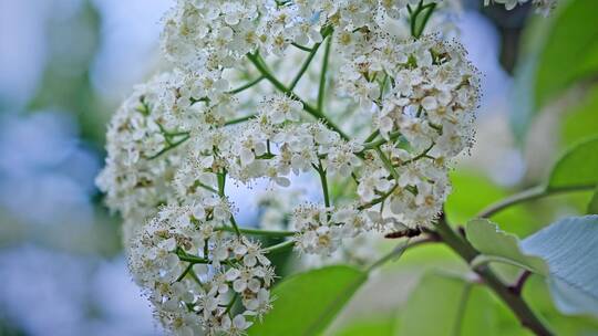 春天春暖花开樱花石楠花植物视频