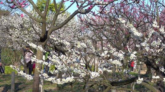 春季白色梅花景观