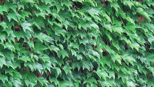 雨下绿色的弗吉尼亚爬山虎墙的叶子