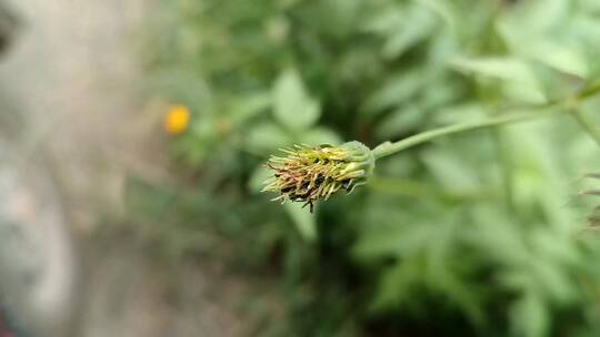 黑色植物特写