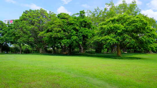 树林 森林 草坪 草地 绿地 榕树