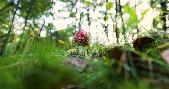 云南野外树林草丛里的红蘑菇