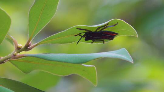 荔枝龙眼的主要害虫绿叶下的荔蝽幼虫