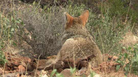 美国西南部索诺兰沙漠的郊狼坐在床上休息