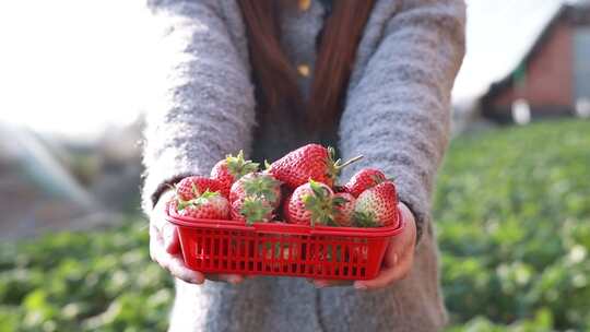 【4K合集】草莓采摘  大棚草莓草莓销售视频素材模板下载