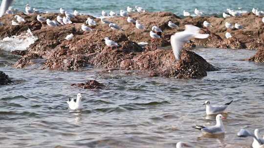 青岛栈桥的海鸥慢动作视频