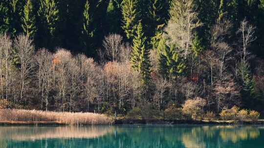 湖，森林，倒影，河岸