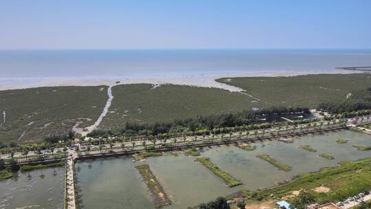 广西 北海  广西旅游 北海地标 红树林 赶海