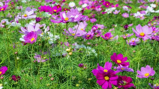 格桑花波斯菊花海