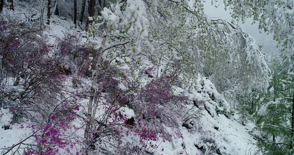 航拍雪压杜鹃（五月末杜鹃花开时普降瑞雪）