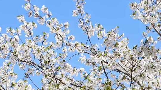 春日樱花