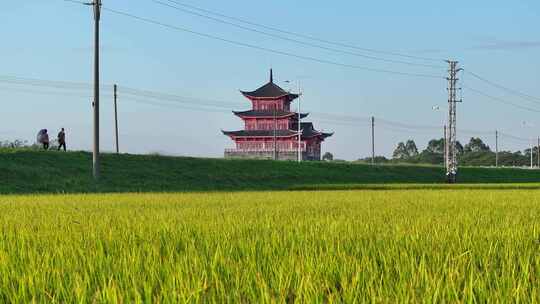 中国广东省佛山市三水区白坭聚贤楼稻田