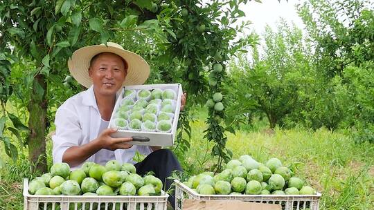 奈李种植基地