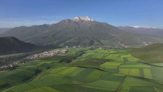 青海祁连县阿咪东索油菜花田航拍自然风光