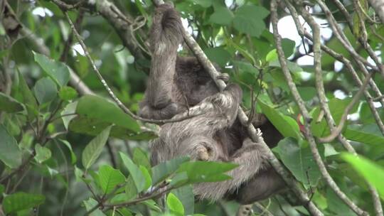 树懒宝宝和他妈妈在树上