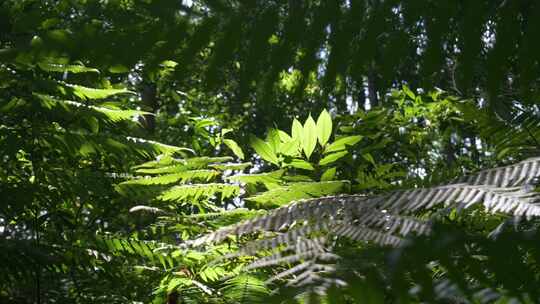 唯美森林阳光绿植原始森林