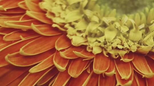鲜花摄影非洲雏菊橘黄色视频素材模板下载