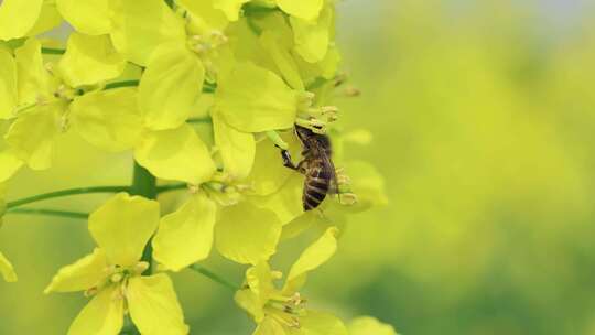 油菜花蜜蜂采蜜