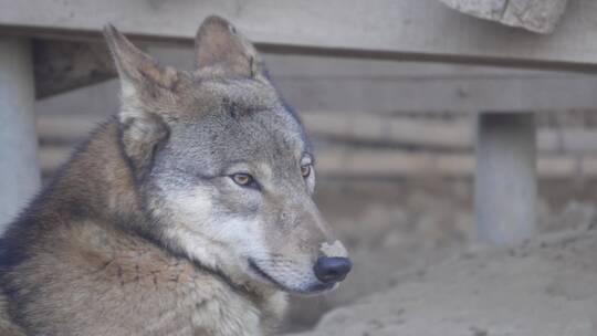 特写动物园里的野狼狼性