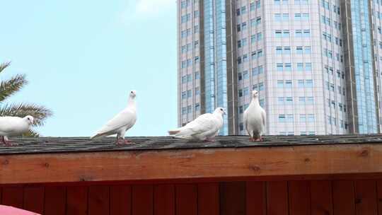 实拍屋顶上的鸽子4