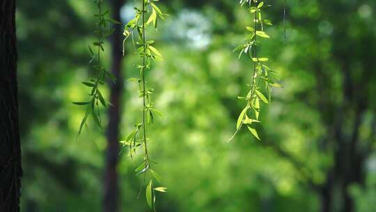 垂柳柳叶自然风光素材