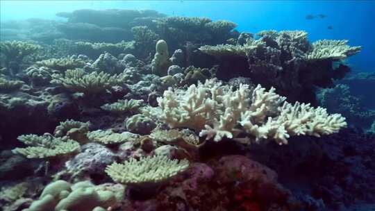 海底珊瑚群自然生态景观