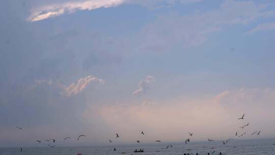 海鸥飞翔海边海洋生物特写海洋海水大海海景