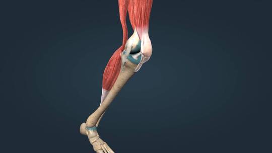 膝关节韧带关节囊关节炎疾病三维动画