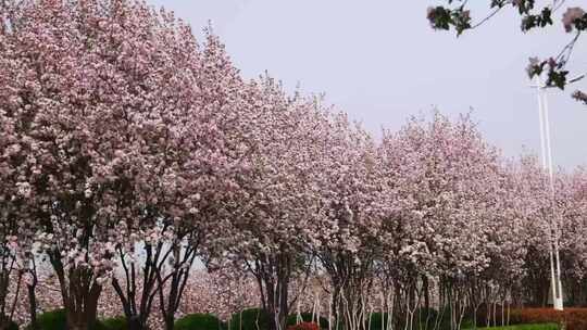 春暖花开鲜花盛开实拍高清宣传片素材