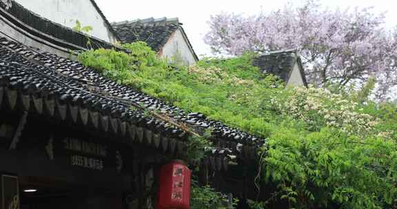 清晨春雨谷雨江南水乡古街 苏州平江路