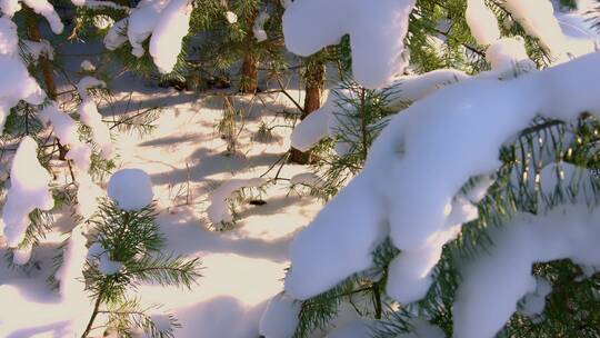 冬天雪后阳光照射下松树枝头覆盖融化的积雪