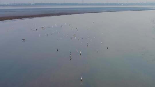 钱塘江潮水湿地滩涂鹭鸟候鸟