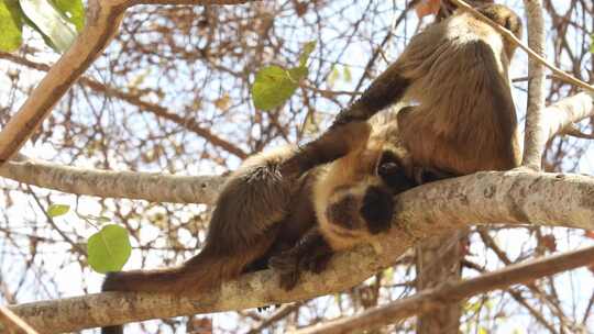 一群卷尾猴在树梢上休息