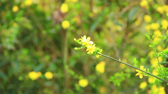 春天的嫩枝 迎春花 小黄花 日落 春风