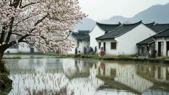 春天春季乡村唯美生活风景