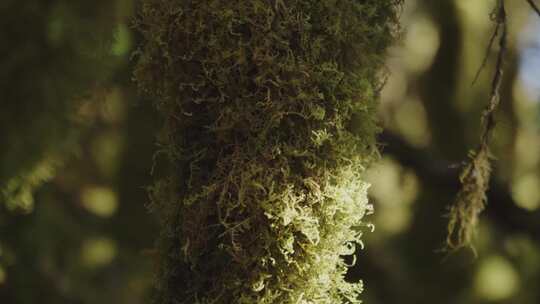 树干青苔植物特写镜头