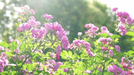 逆光明亮的蔷薇花治愈风景