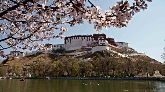 布达拉宫的春天