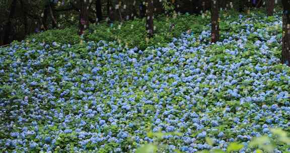 杭州临平公园无尽夏绣球花花海