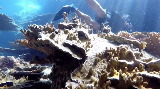海底珊瑚 潜水员 上升镜头