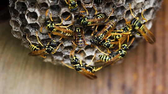 马蜂窝 蜜蜂 大黄蜂视频素材模板下载