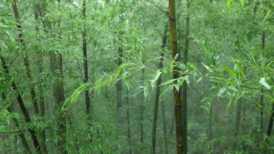 下雨天茂密的竹林枝叶繁茂生机勃勃的景象