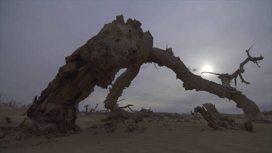 内蒙古阿拉善沙漠怪树林 倒地树干特写 组镜