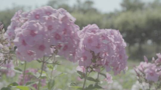 花卉种植LOG视频素材