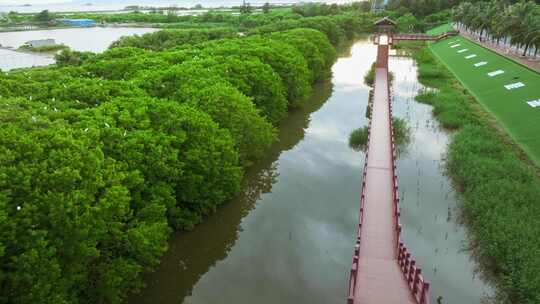 江门红树林 海边红树林 候鸟 栖息地航拍