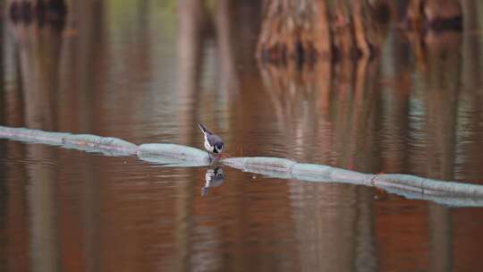 红杉林中嬉戏的鸭子小鸟尽显自然之美