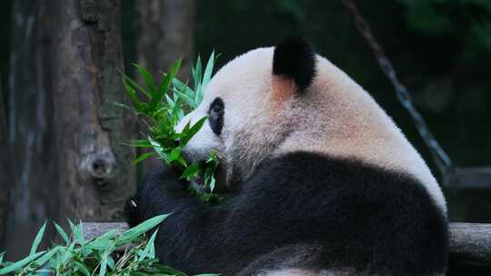 多只熊猫吃竹子