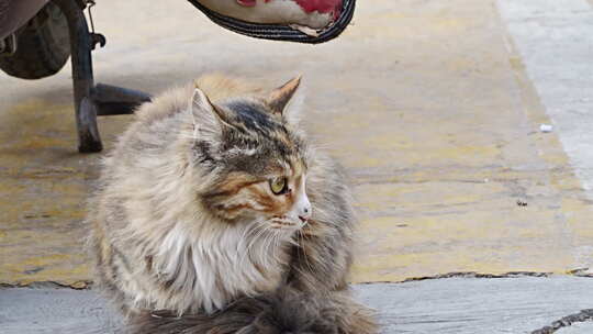 长毛猫咪蹲坐侧视图