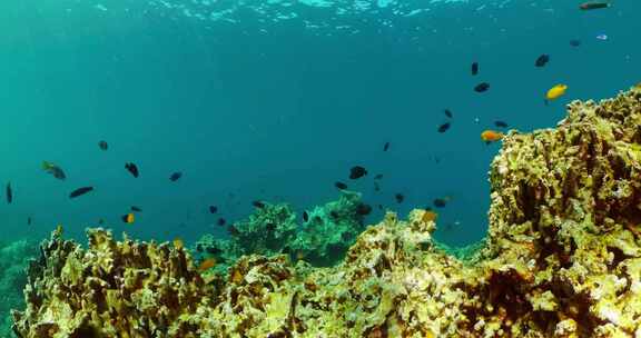 珊瑚和热带鱼水下世界